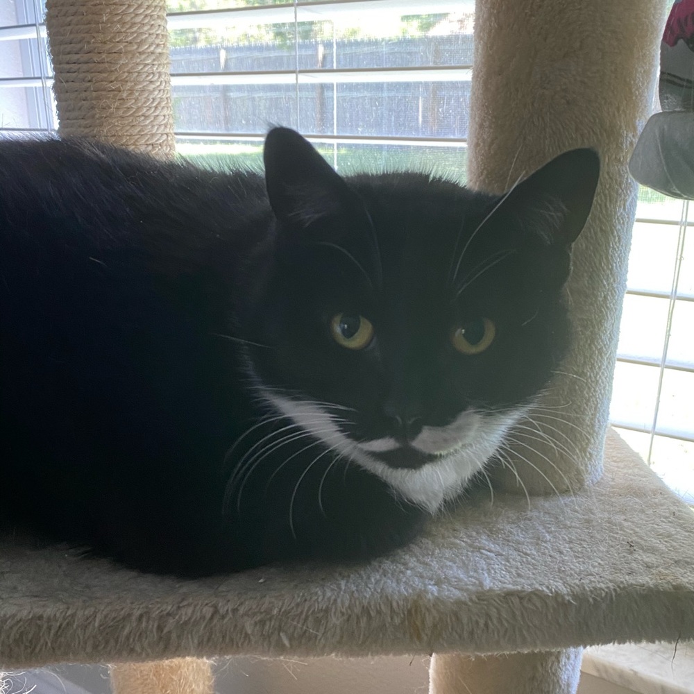 Meet your Posher, Yelennys